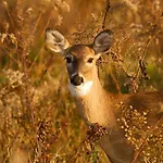 Daire Veluwe - On Park De Eyckenhoff - Nationaal Park De Veluwe