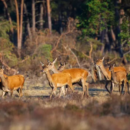 Veluwe - On Park De Eyckenhoff - Nationaal Park De Veluwe アパート *