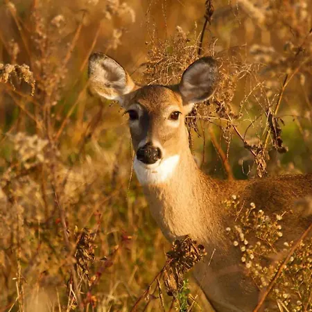 Appartement Veluwe - On Park De Eyckenhoff - Nationaal Park De Veluwe