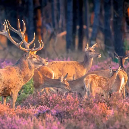 アパート Veluwe - On Park De Eyckenhoff - Nationaal Park De Veluwe *