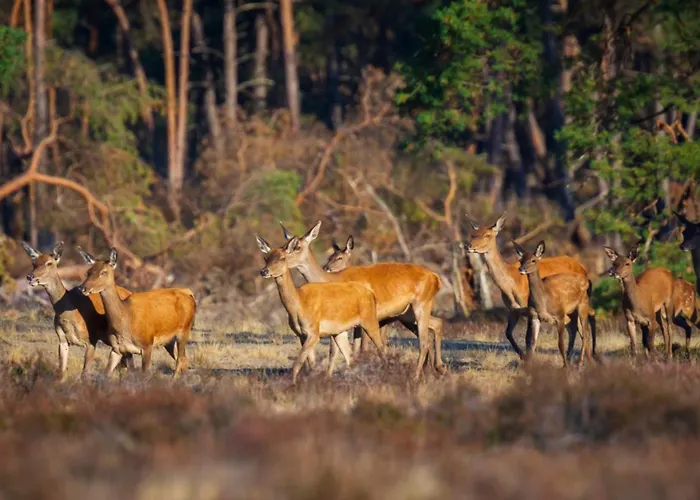 Veluwe - On Park De Eyckenhoff - Nationaal Park De Veluwe Appartement *