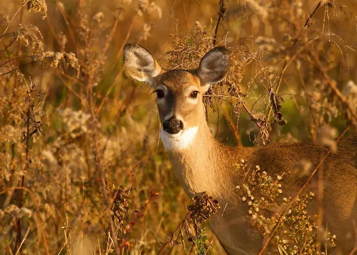Apartment Veluwe - On Park De Eyckenhoff - Nationaal Park De Veluwe